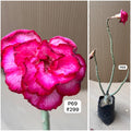 Plant Code - P 69