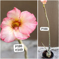 Plant Code - P 186