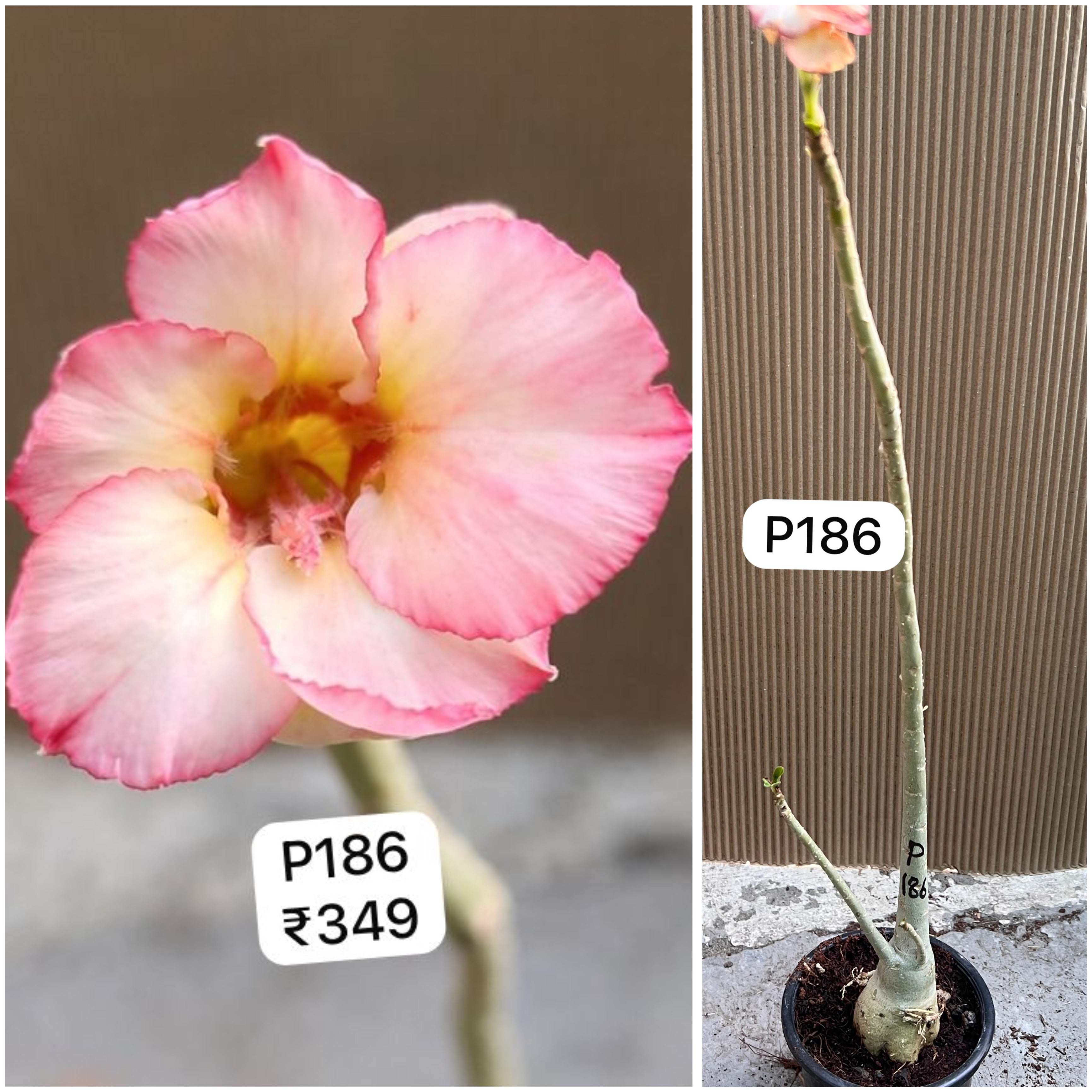 Plant Code - P 186