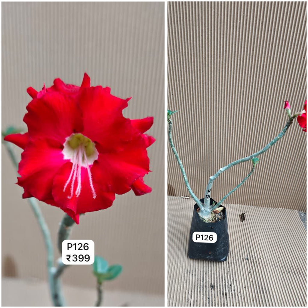 Plant Code - P 126