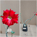 Plant Code - P 126