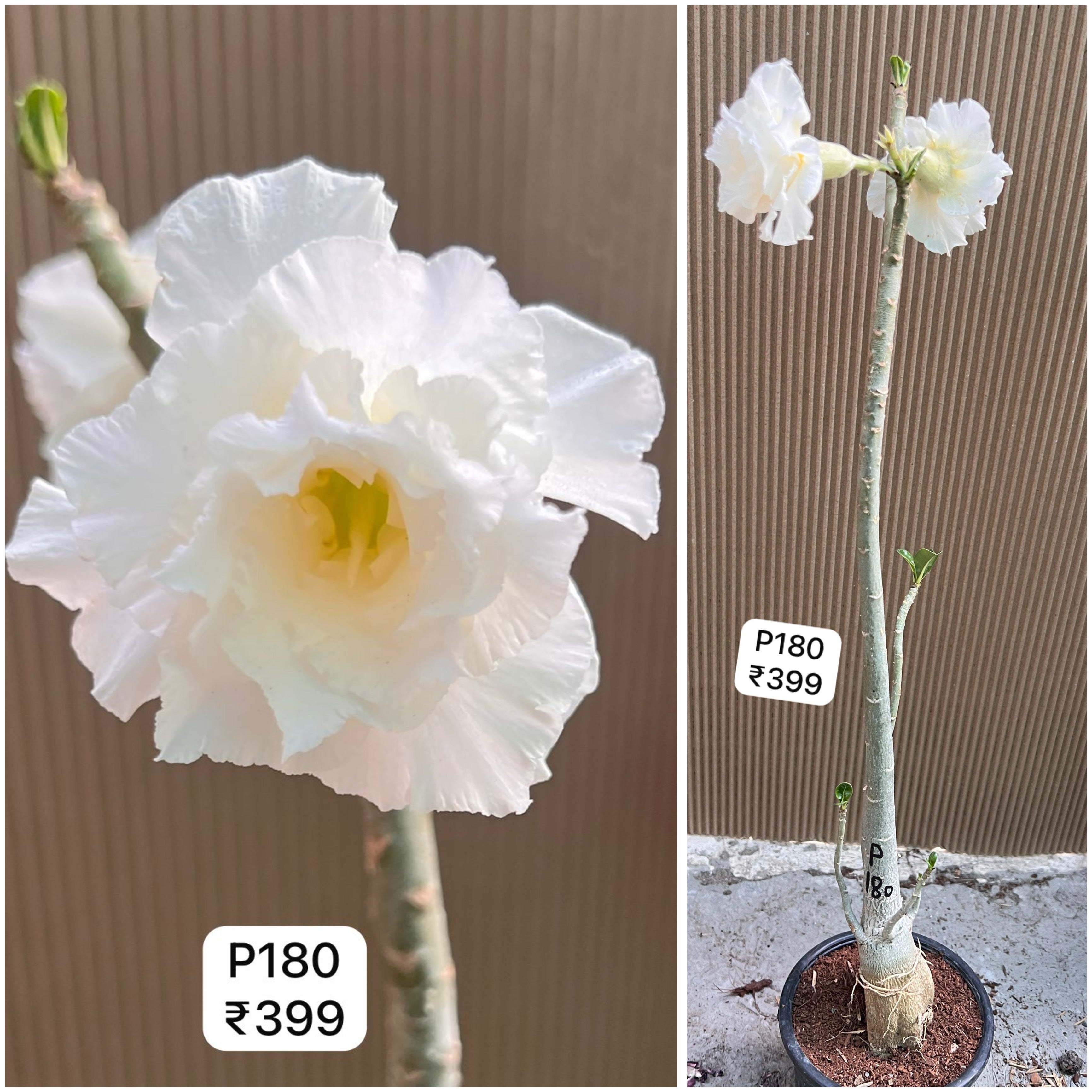 Plant Code - P 180
