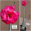 Plant Code - P 141