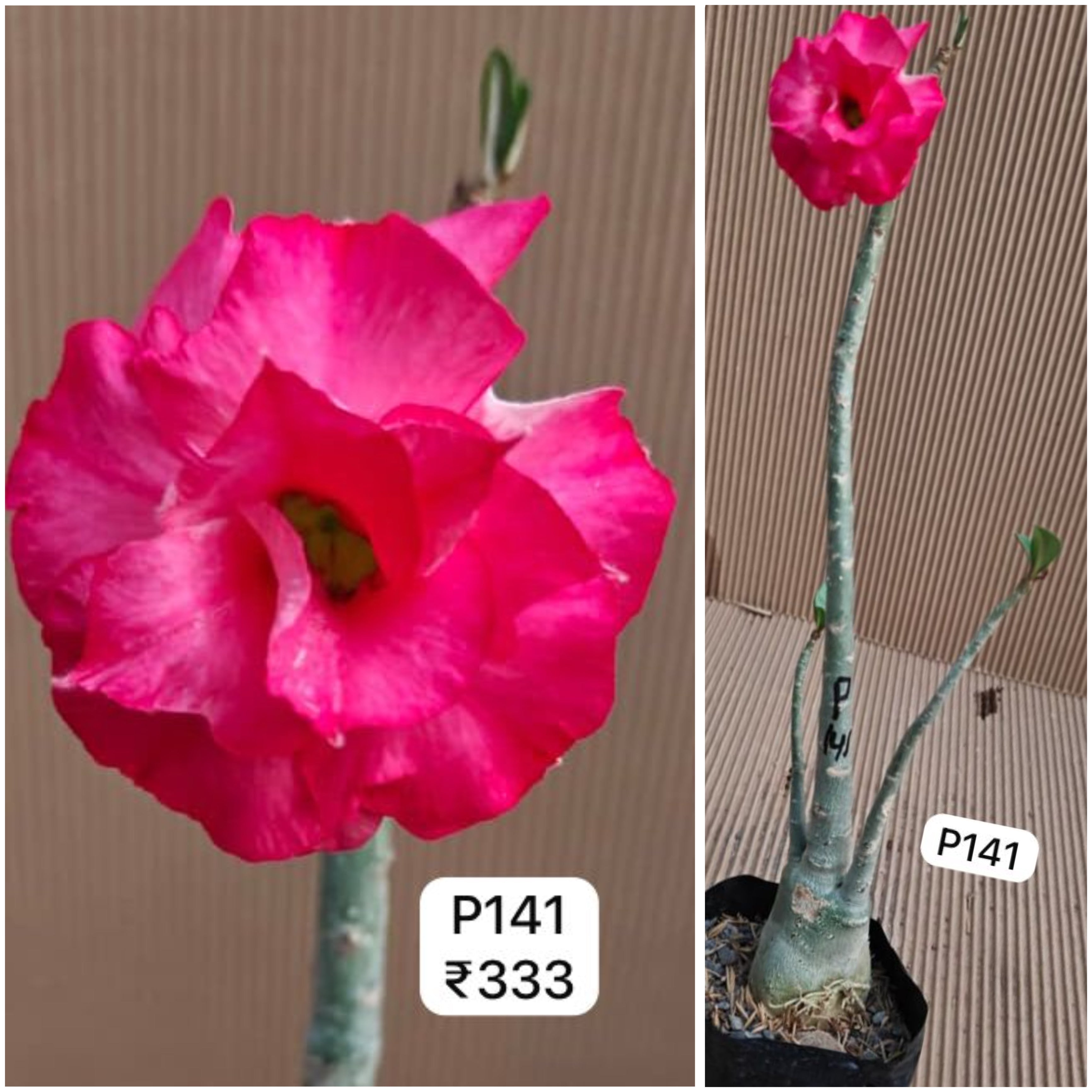 Plant Code - P 141