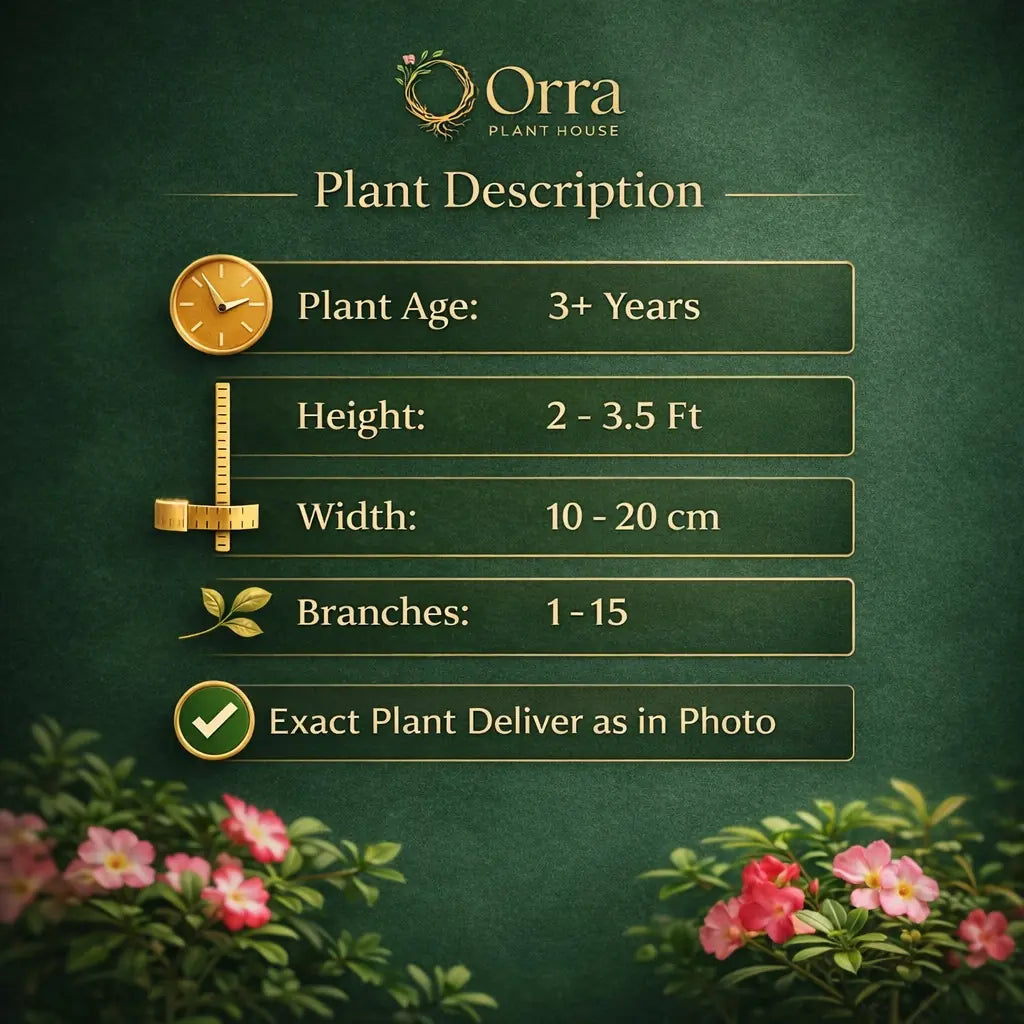 Plant Code - P 105