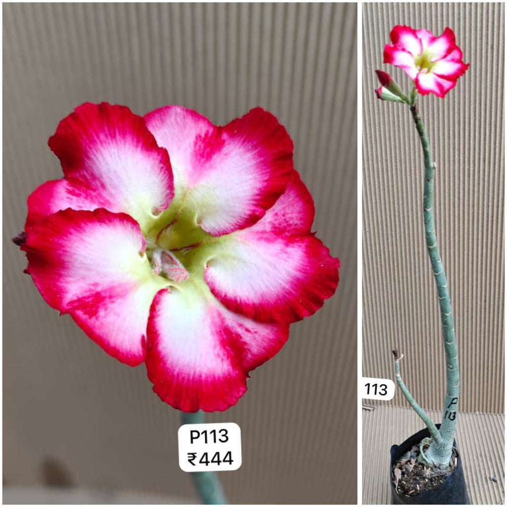 Plant Code - P 113