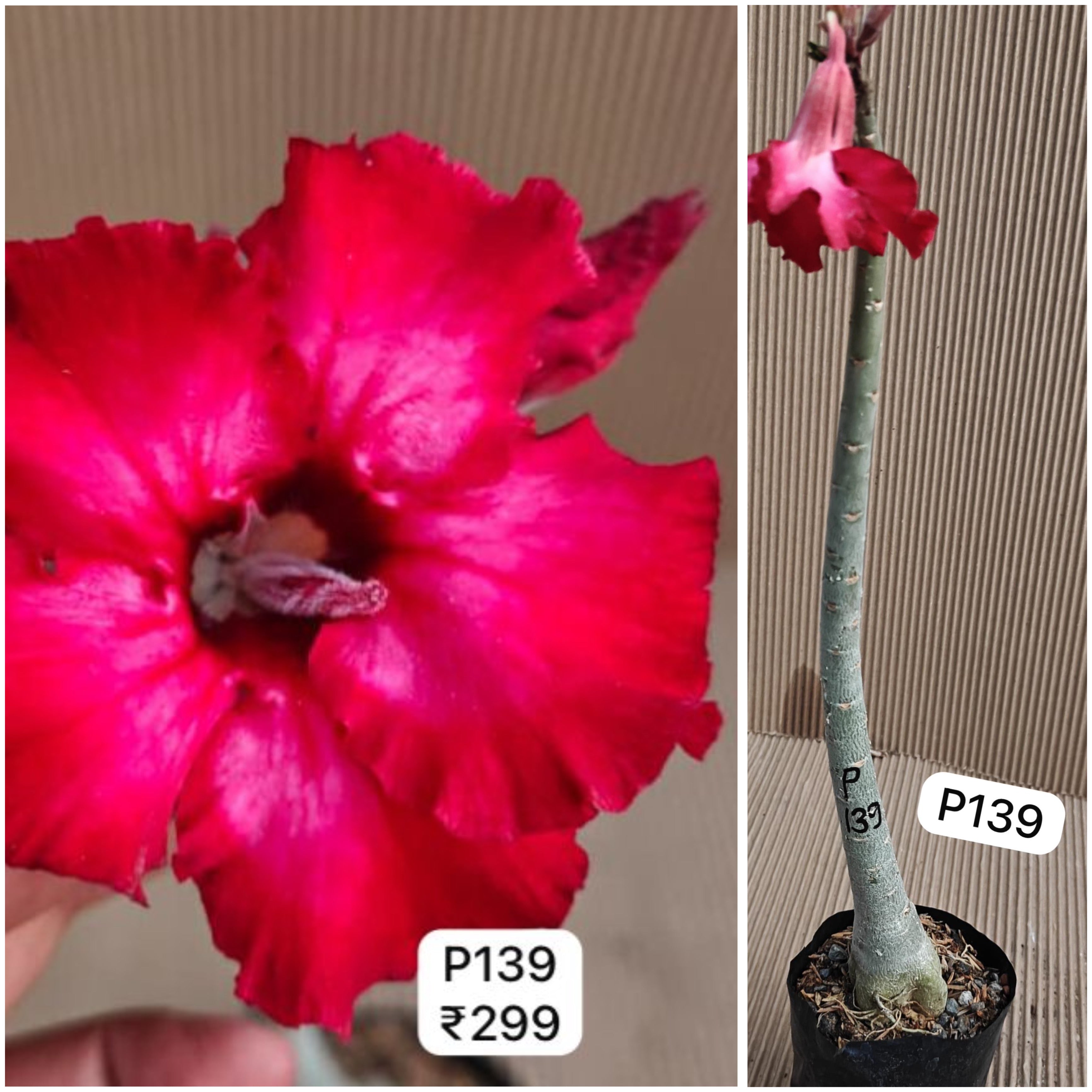Plant Code - P 139