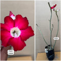 Plant Code - P 201