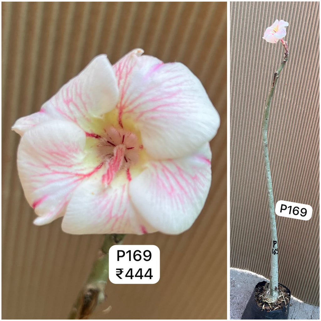 Plant Code - P 169