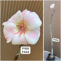 Plant Code - P 169