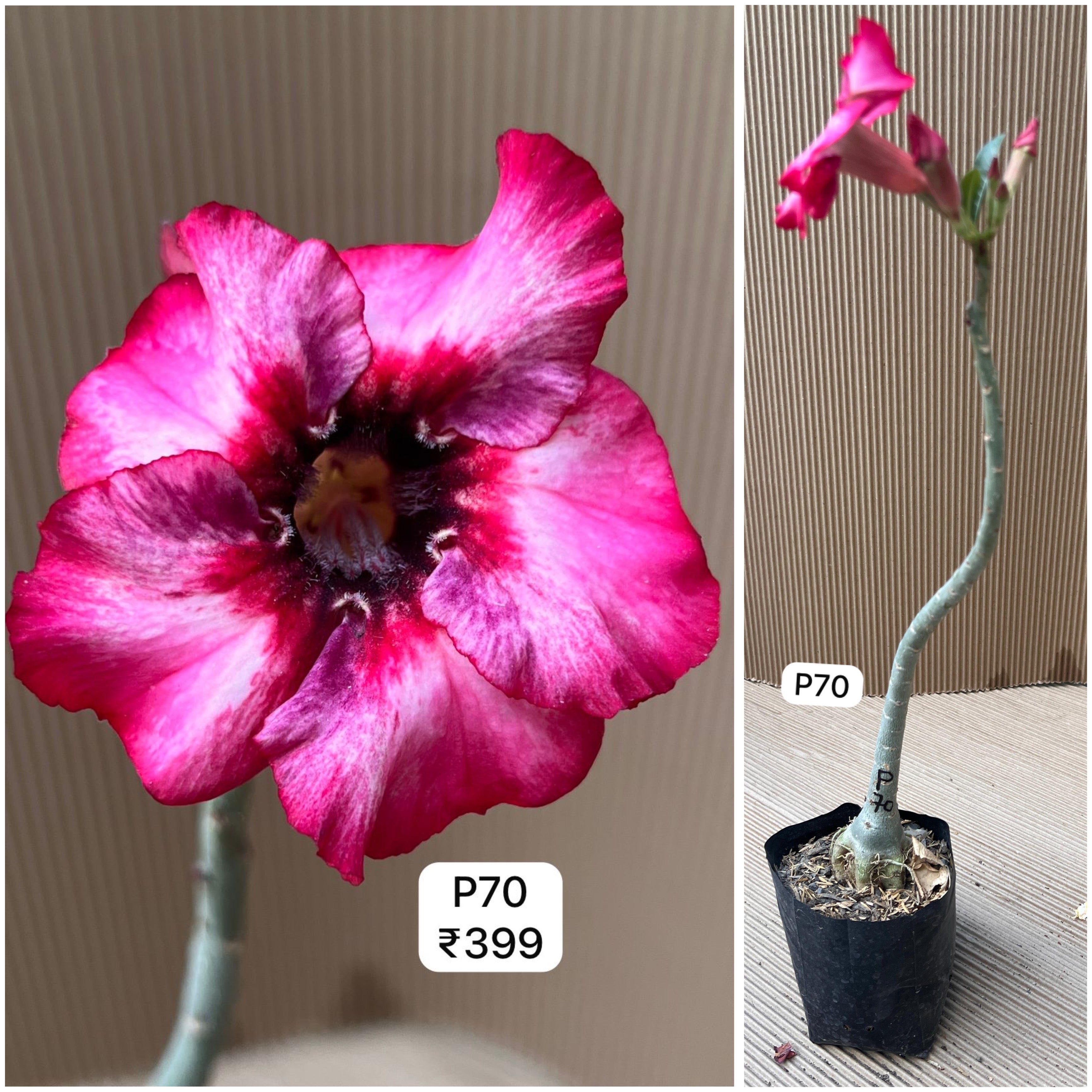 Plant Code - P 70