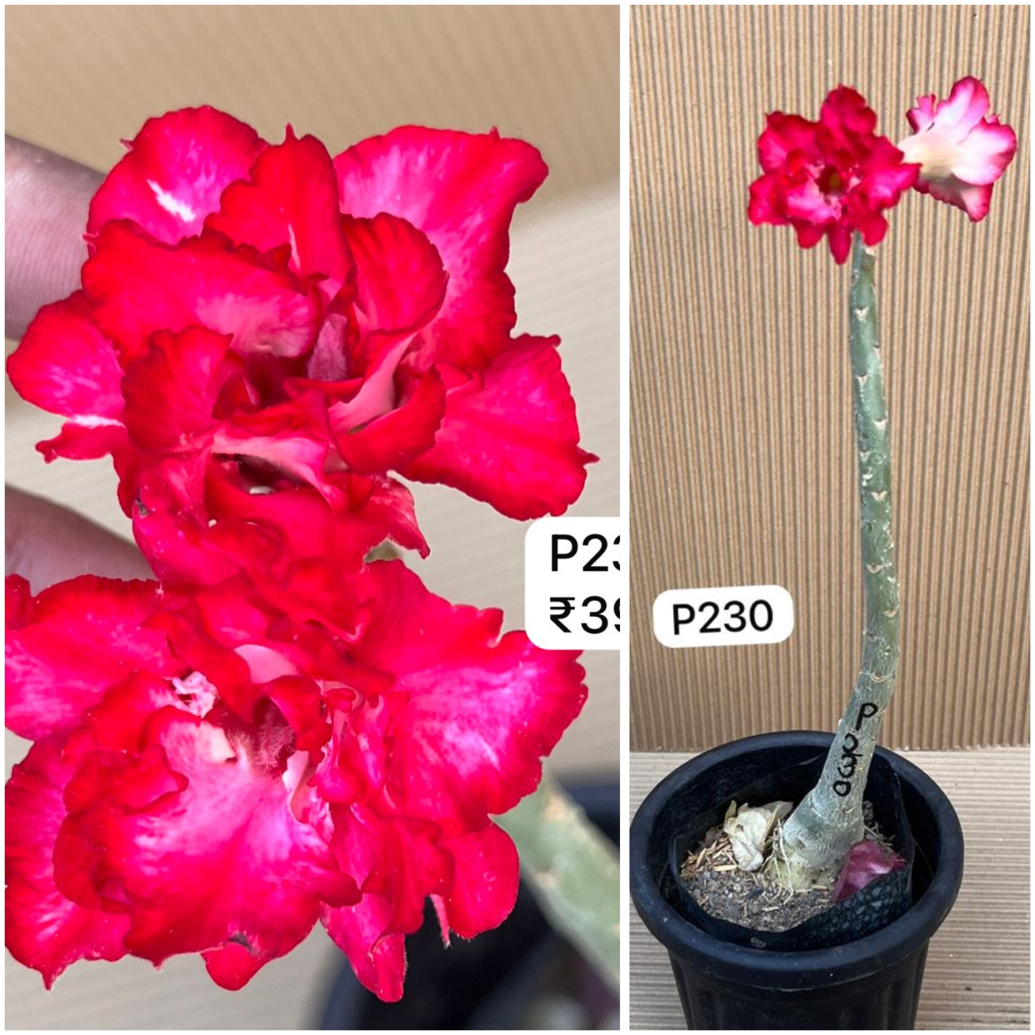 Plant Code - P 230