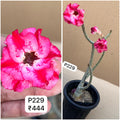 Plant Code - P 229