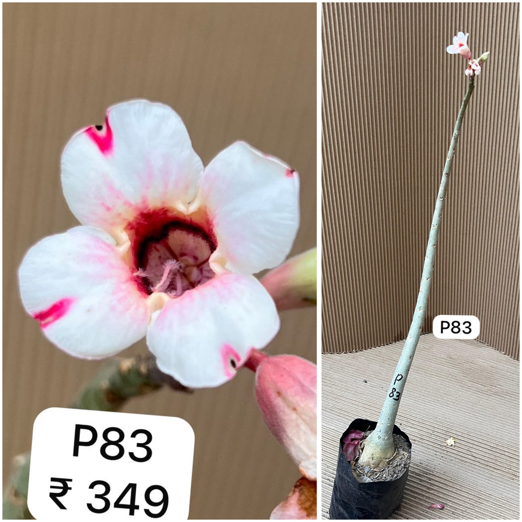 Plant Code - P 83
