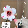 Plant Code - P 83