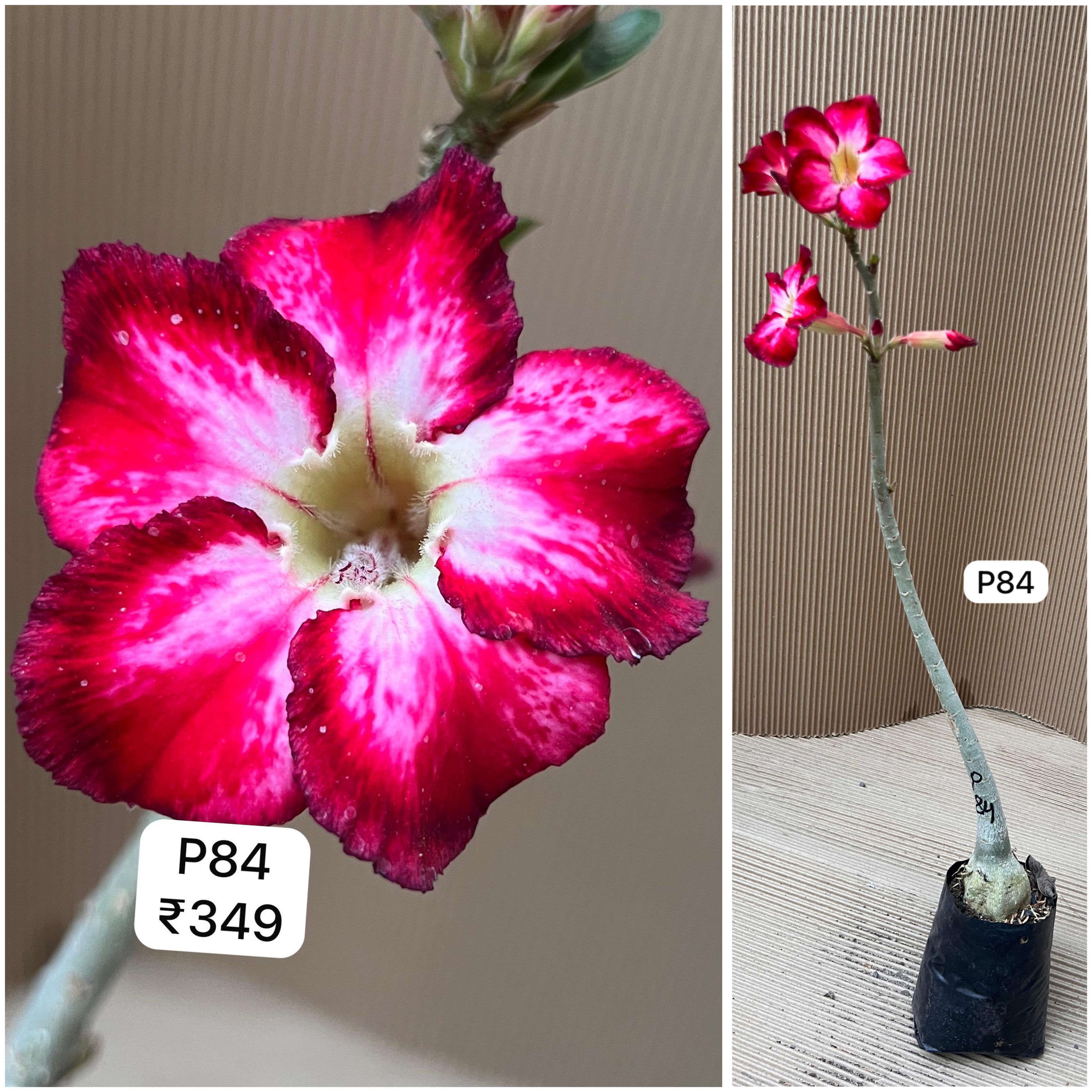 Plant Code - P 84