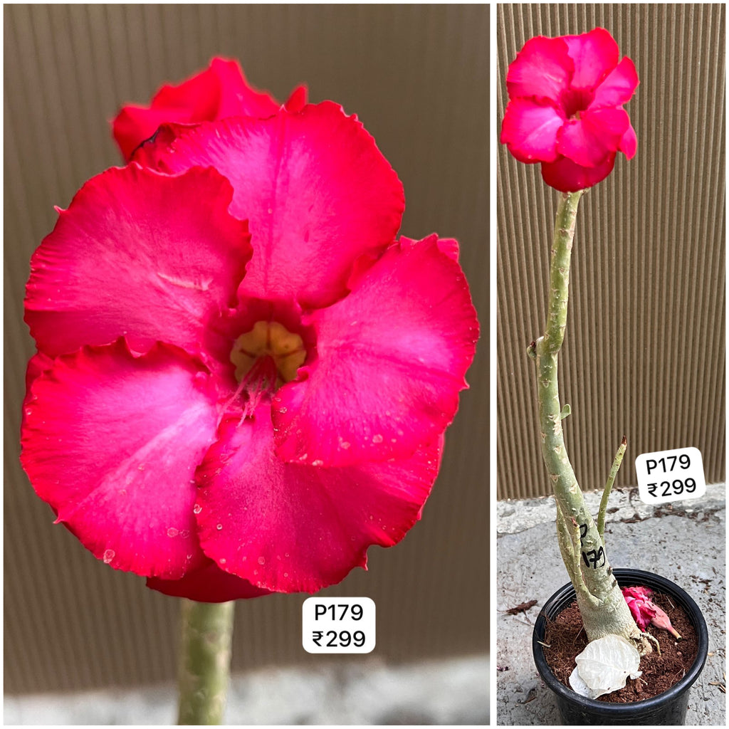 Plant Code - P 179