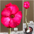 Plant Code - P 179