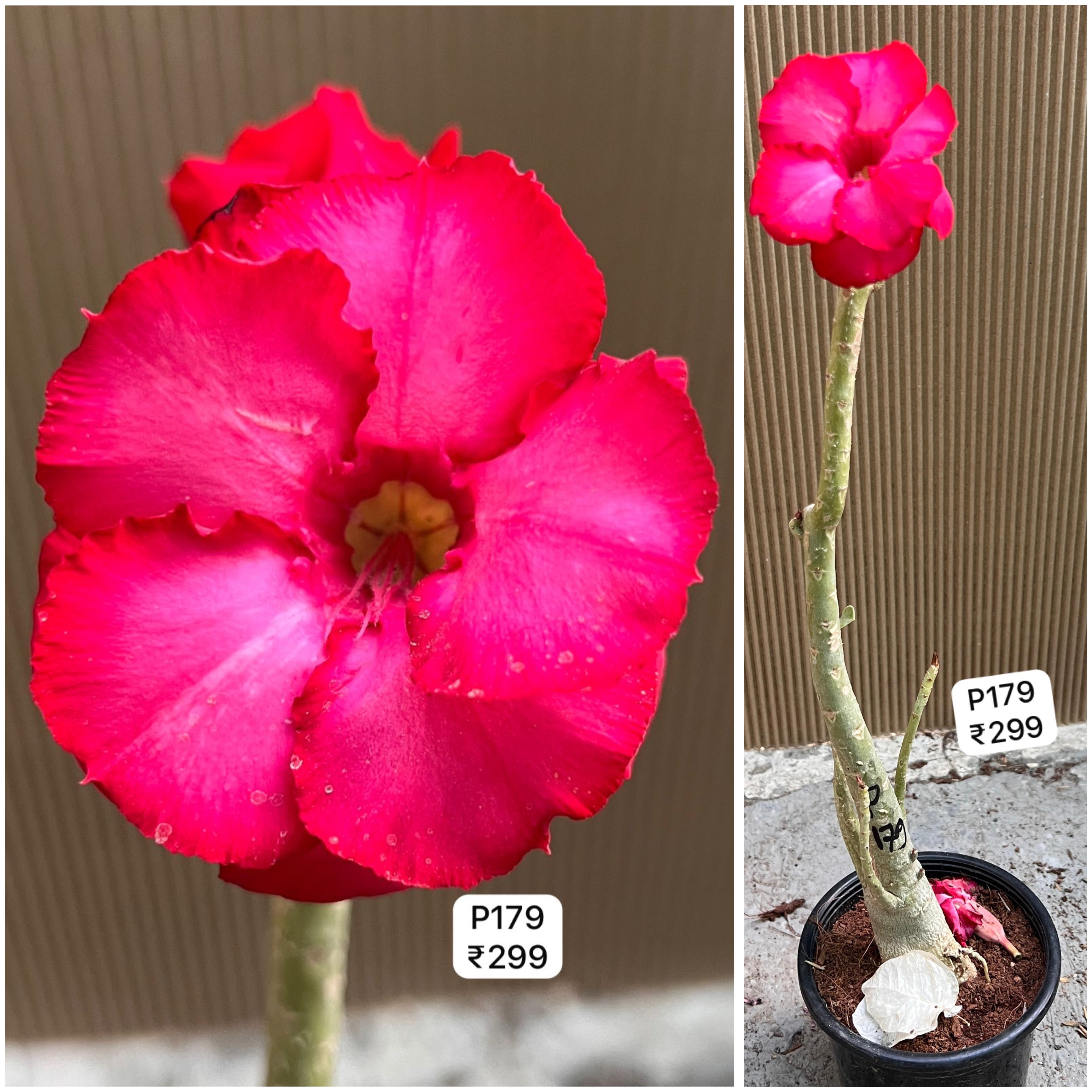 Plant Code - P 179