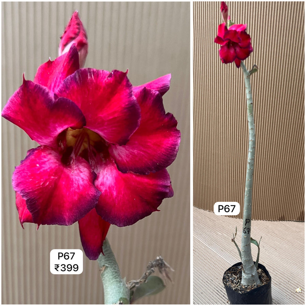 Plant Code - P 67