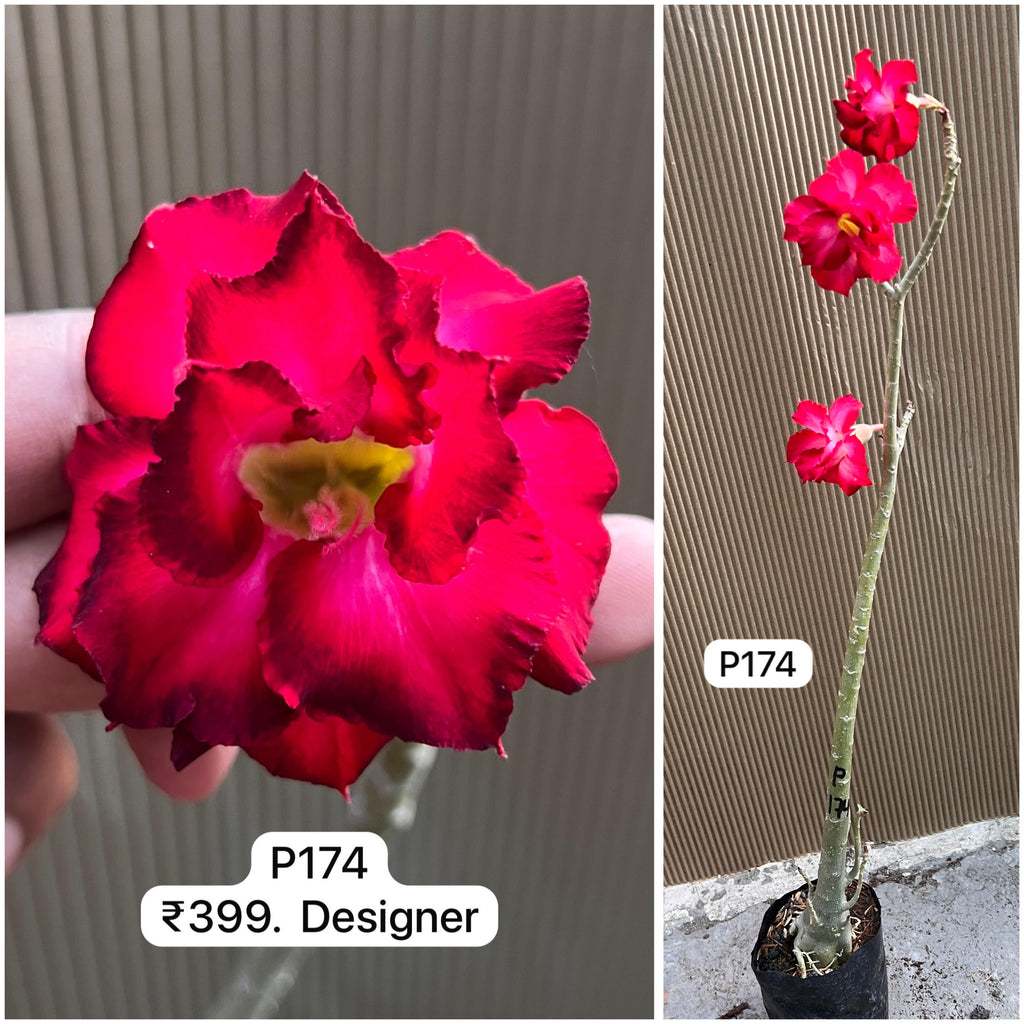 Plant Code - P 174