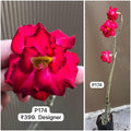 Plant Code - P 174