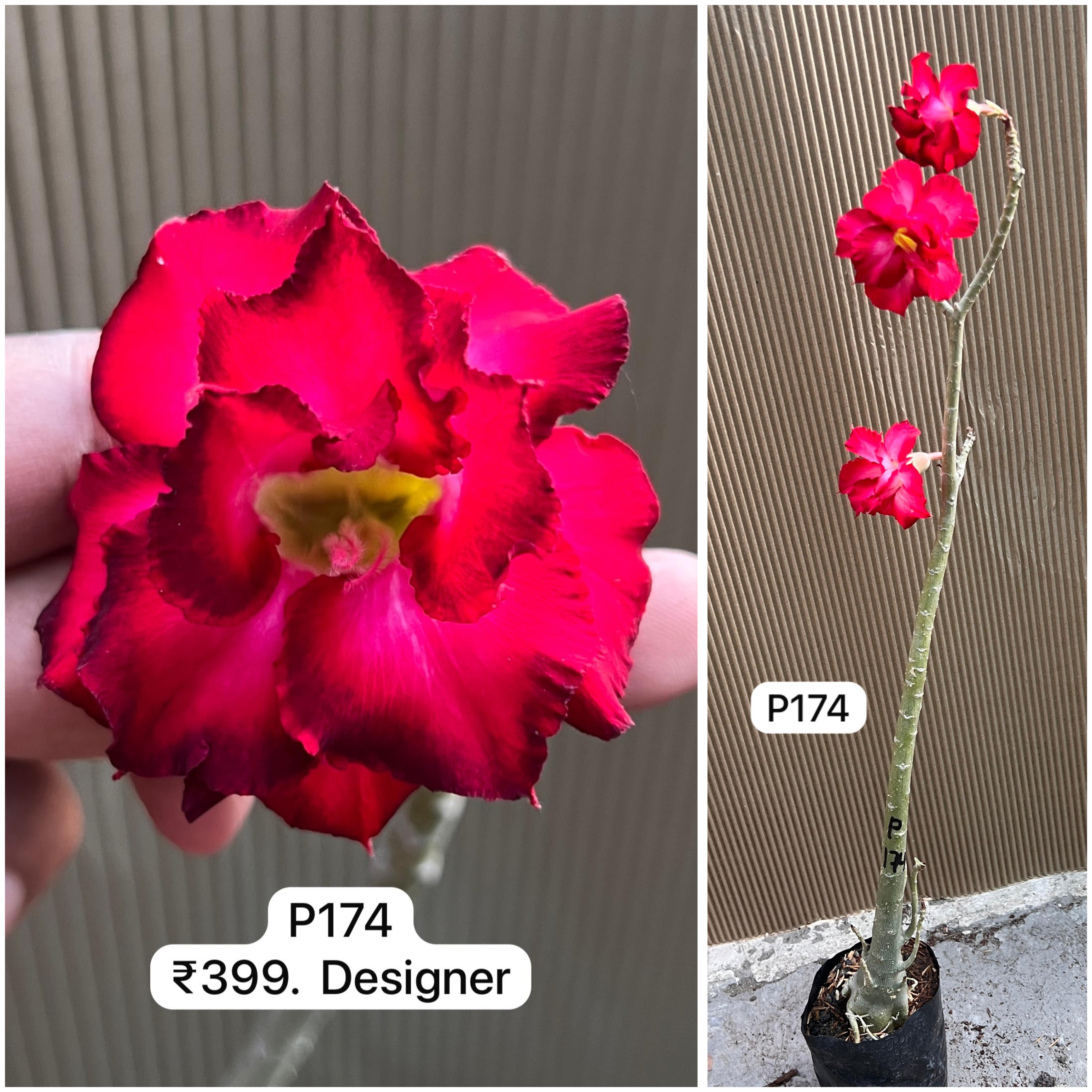 Plant Code - P 174