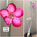 Plant Code - P 193