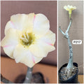 Plant Code - P 217