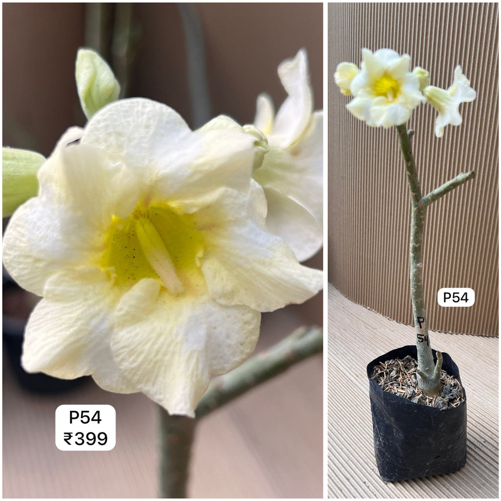 Plant Code - P 54