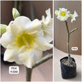 Plant Code - P 54