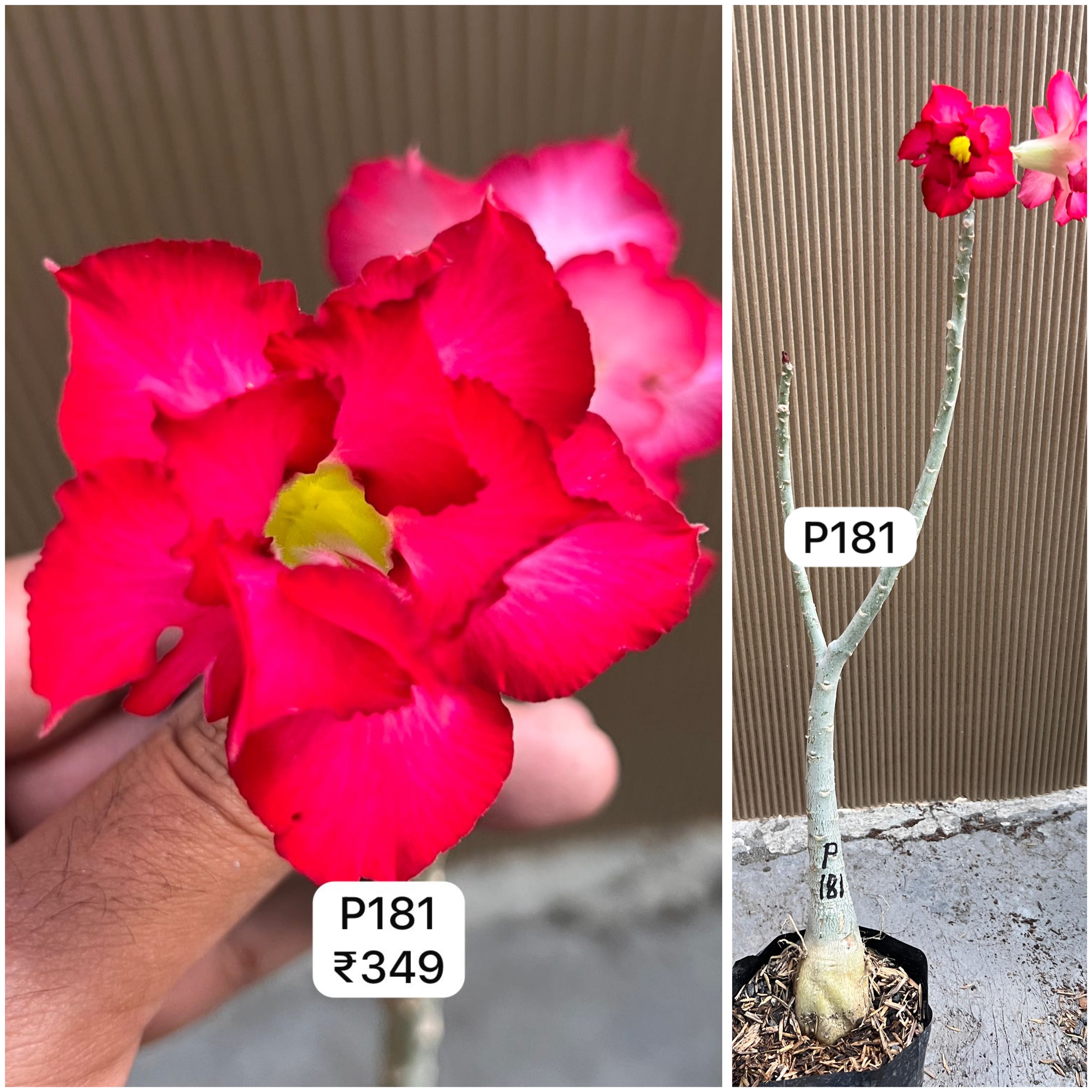 Plant Code - P 181