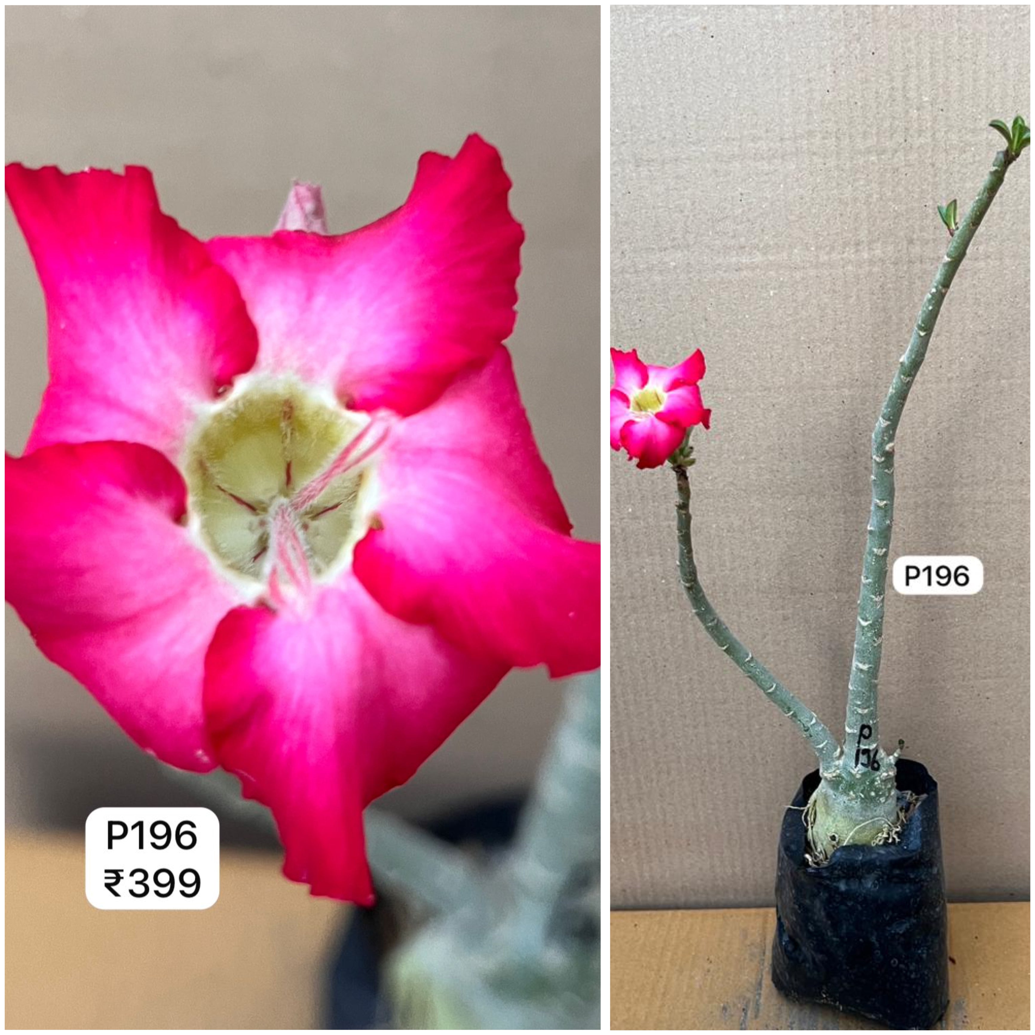 Plant Code - P 196