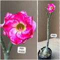 Plant Code - P 91