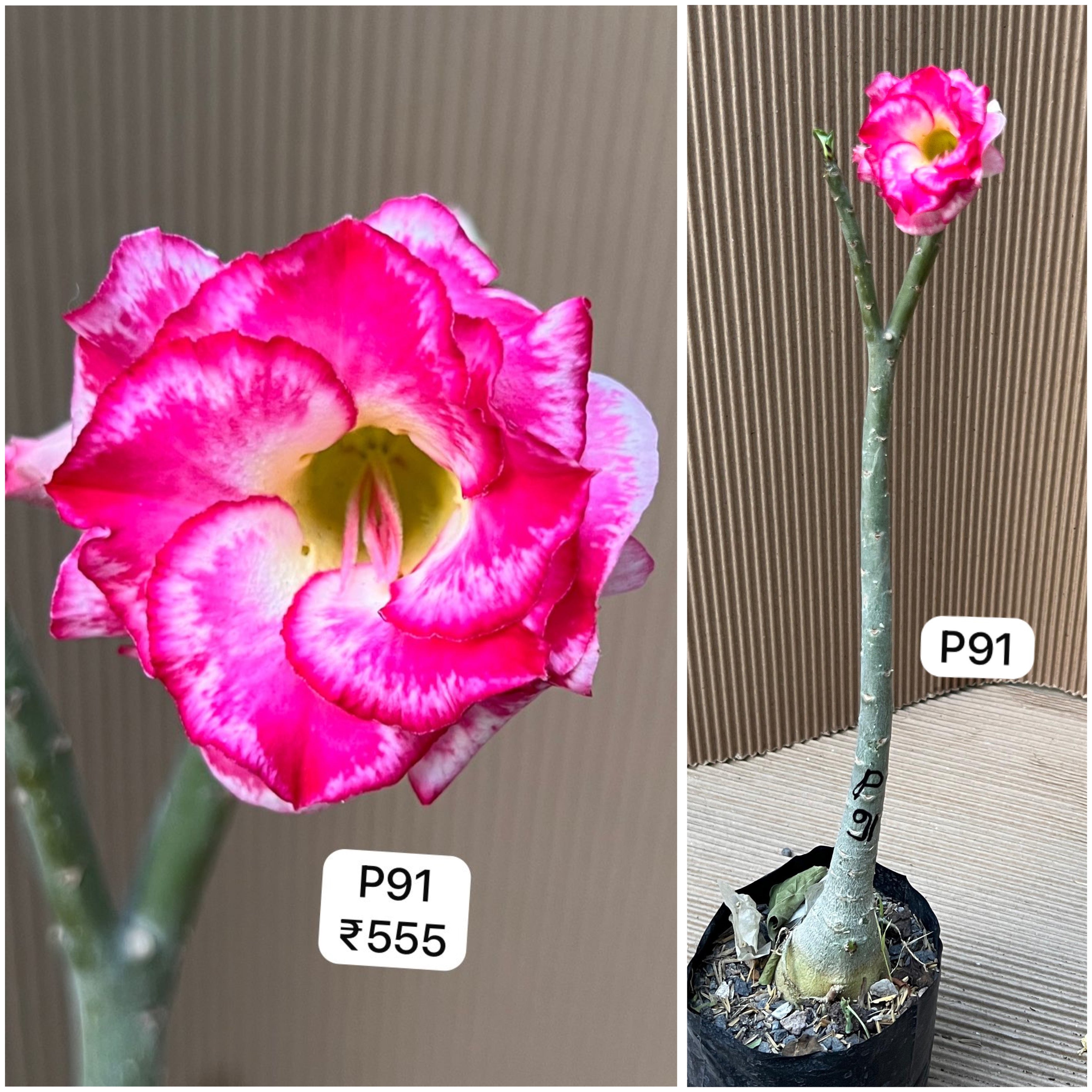Plant Code - P 91
