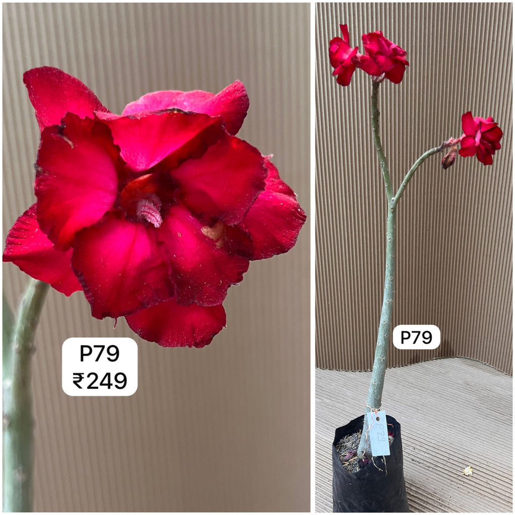 Plant Code - P 79