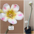 Plant Code - P 194