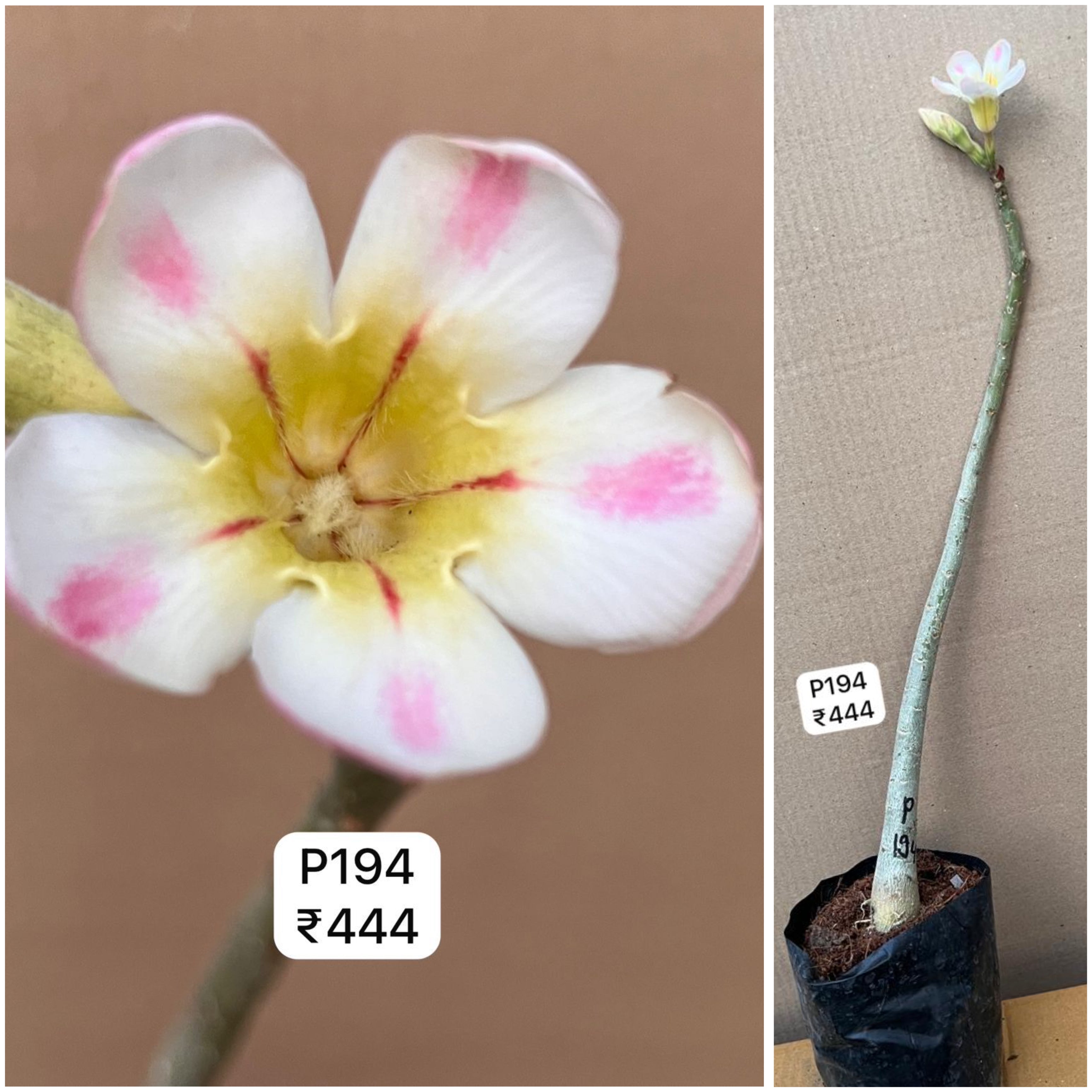 Plant Code - P 194