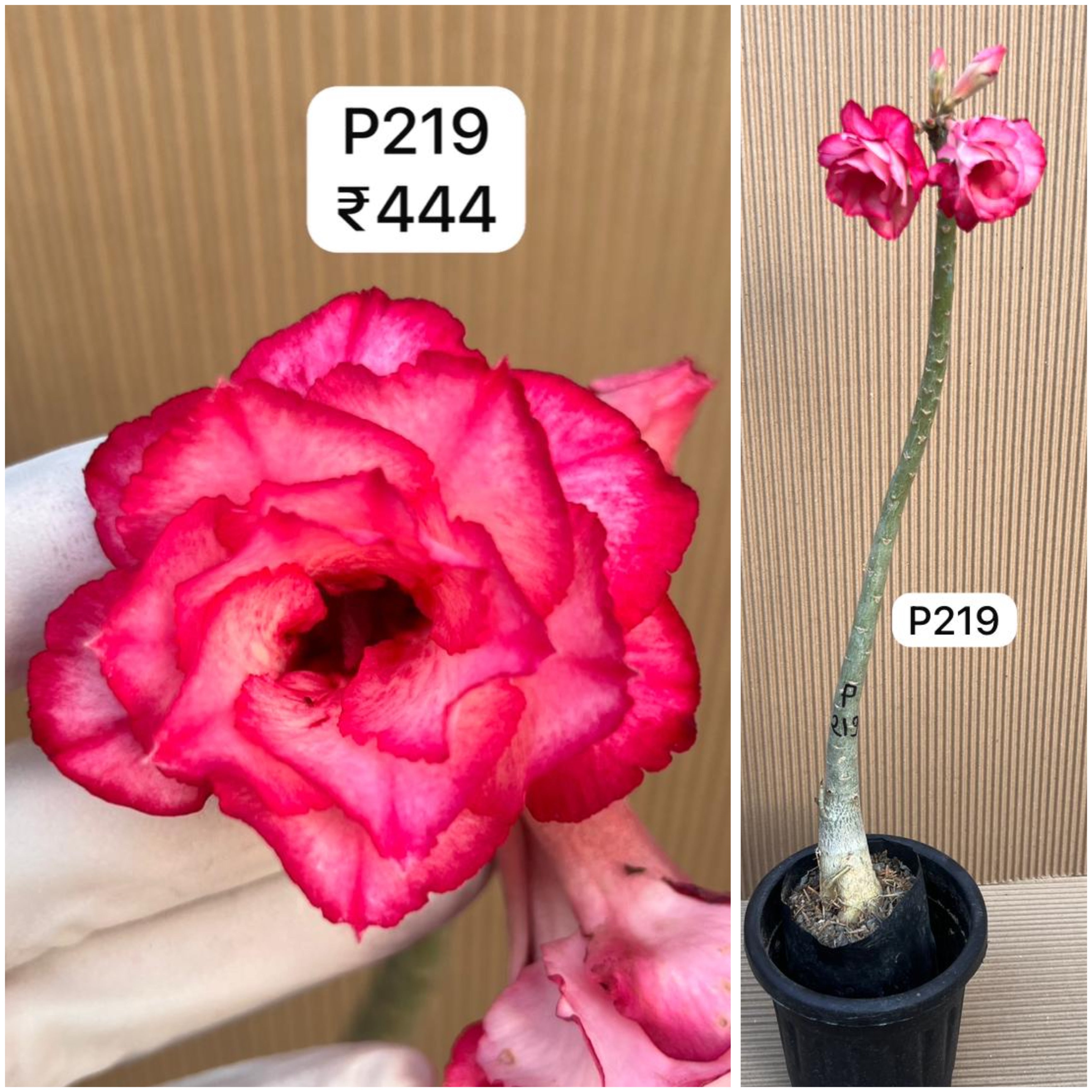 Plant Code - P 219
