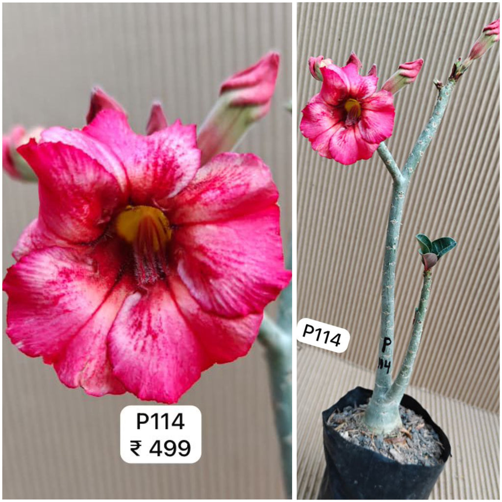 Plant Code - P 114