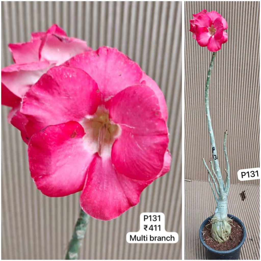 Plant Code - P 131