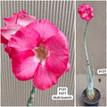 Plant Code - P 131
