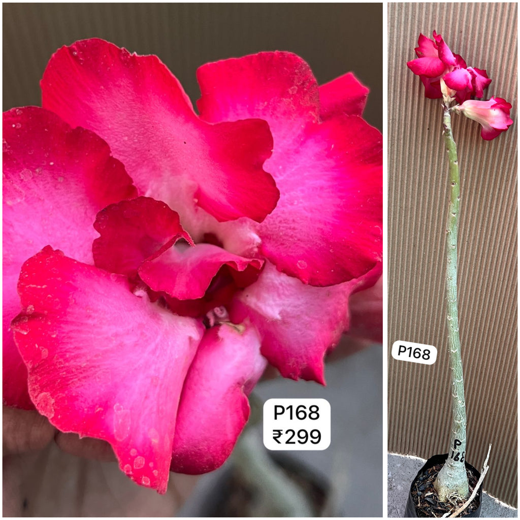 Plant Code - P 168