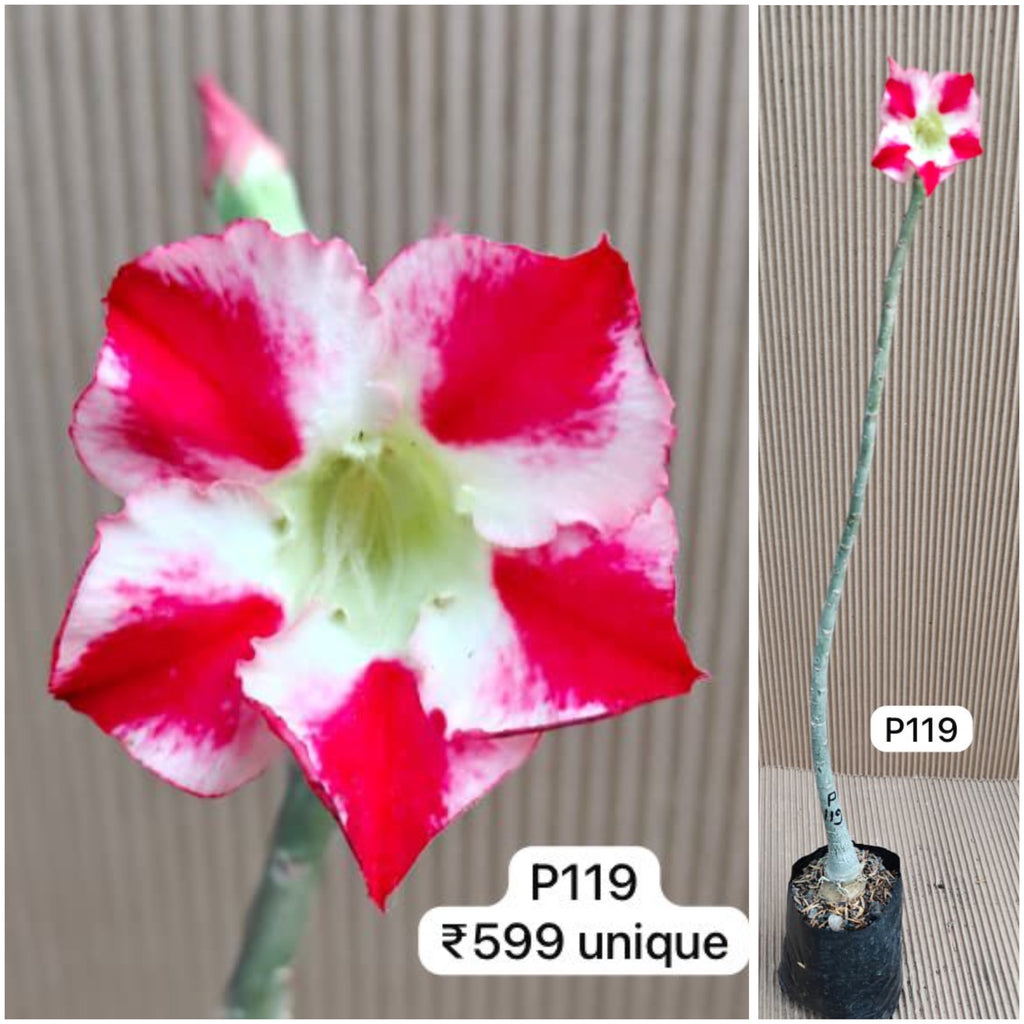 Plant Code - P 119