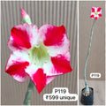 Plant Code - P 119