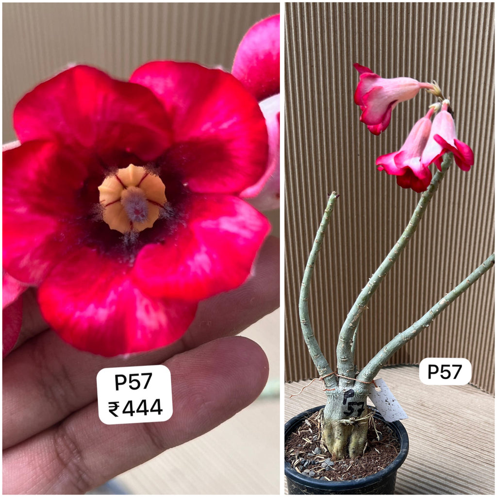Plant Code - P 57