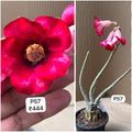Plant Code - P 57