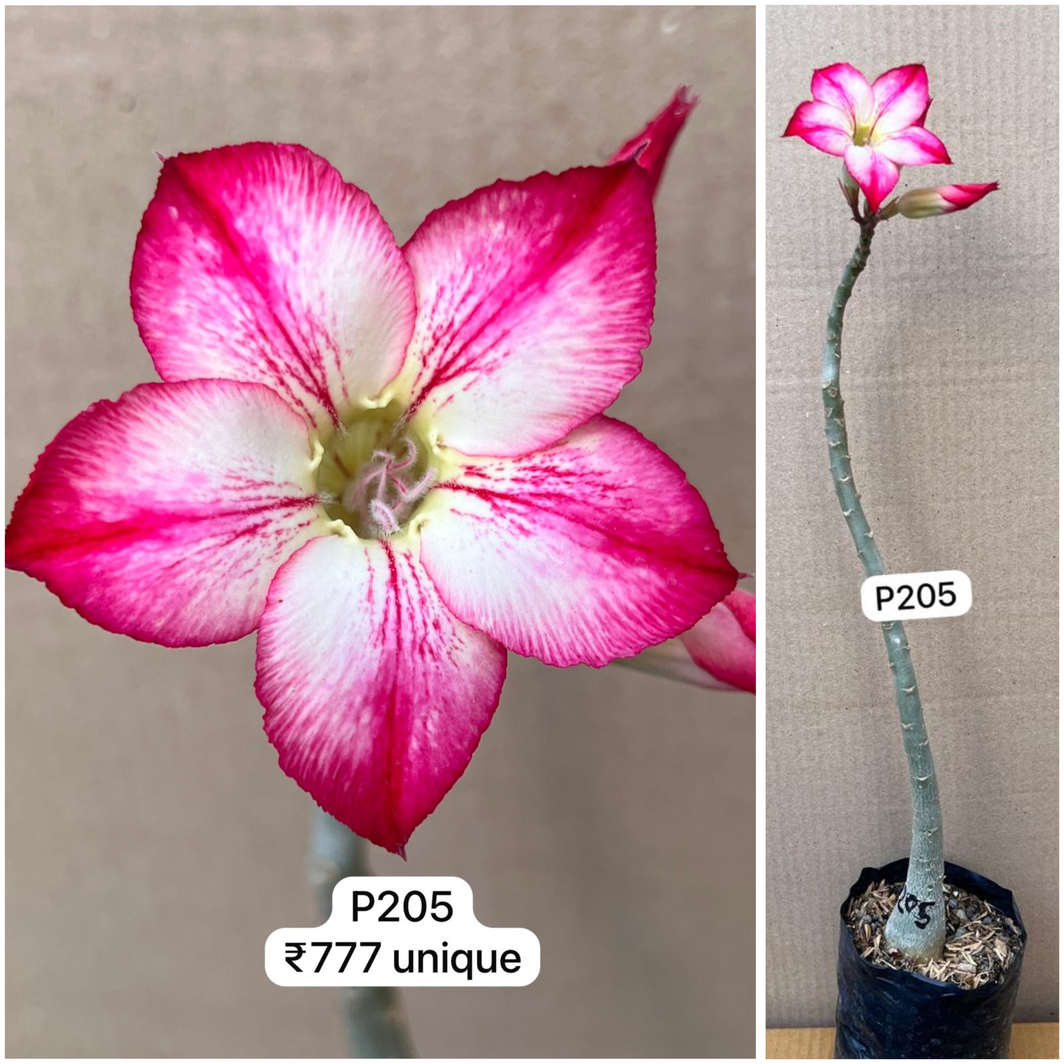 Plant Code - P 205
