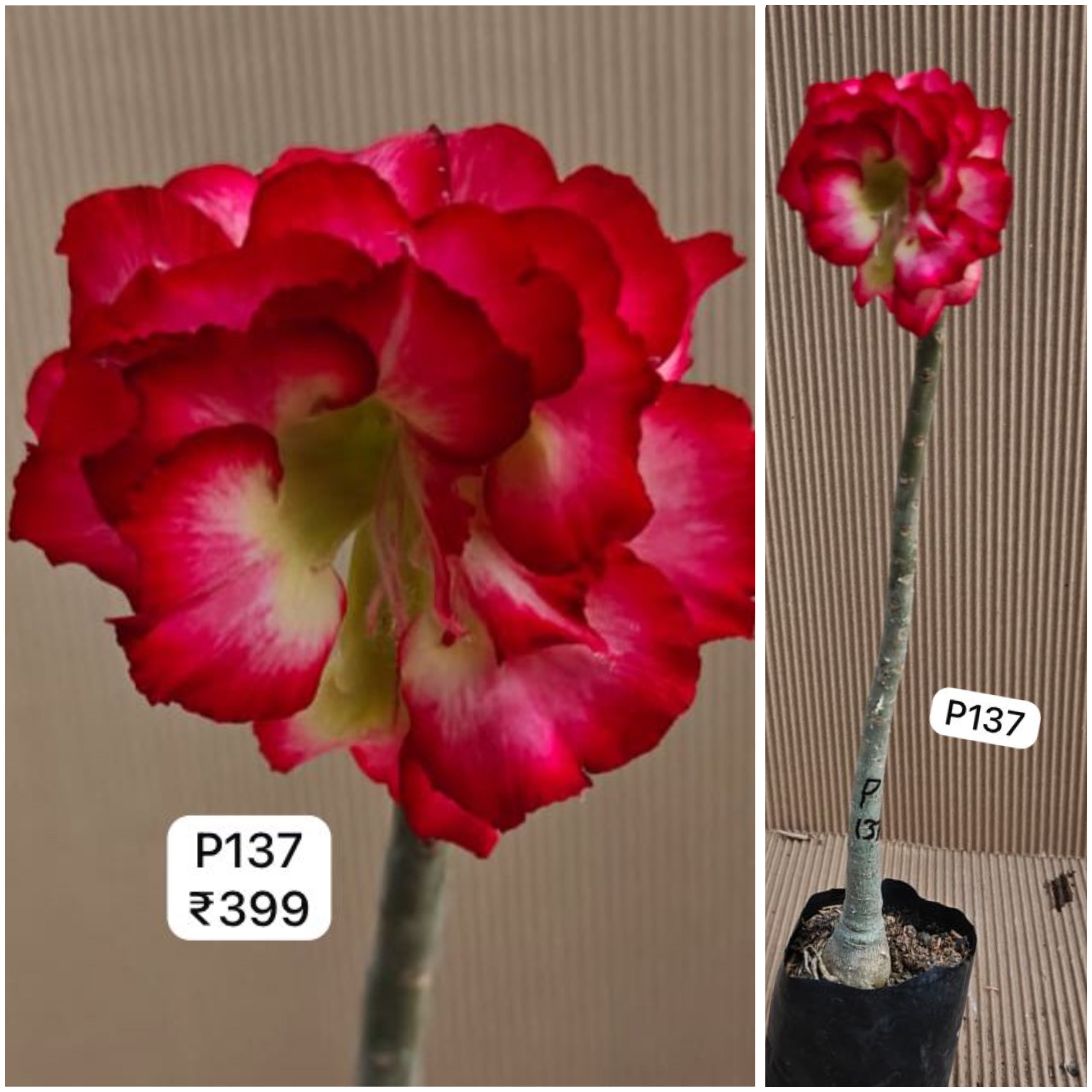 Plant Code - P 137