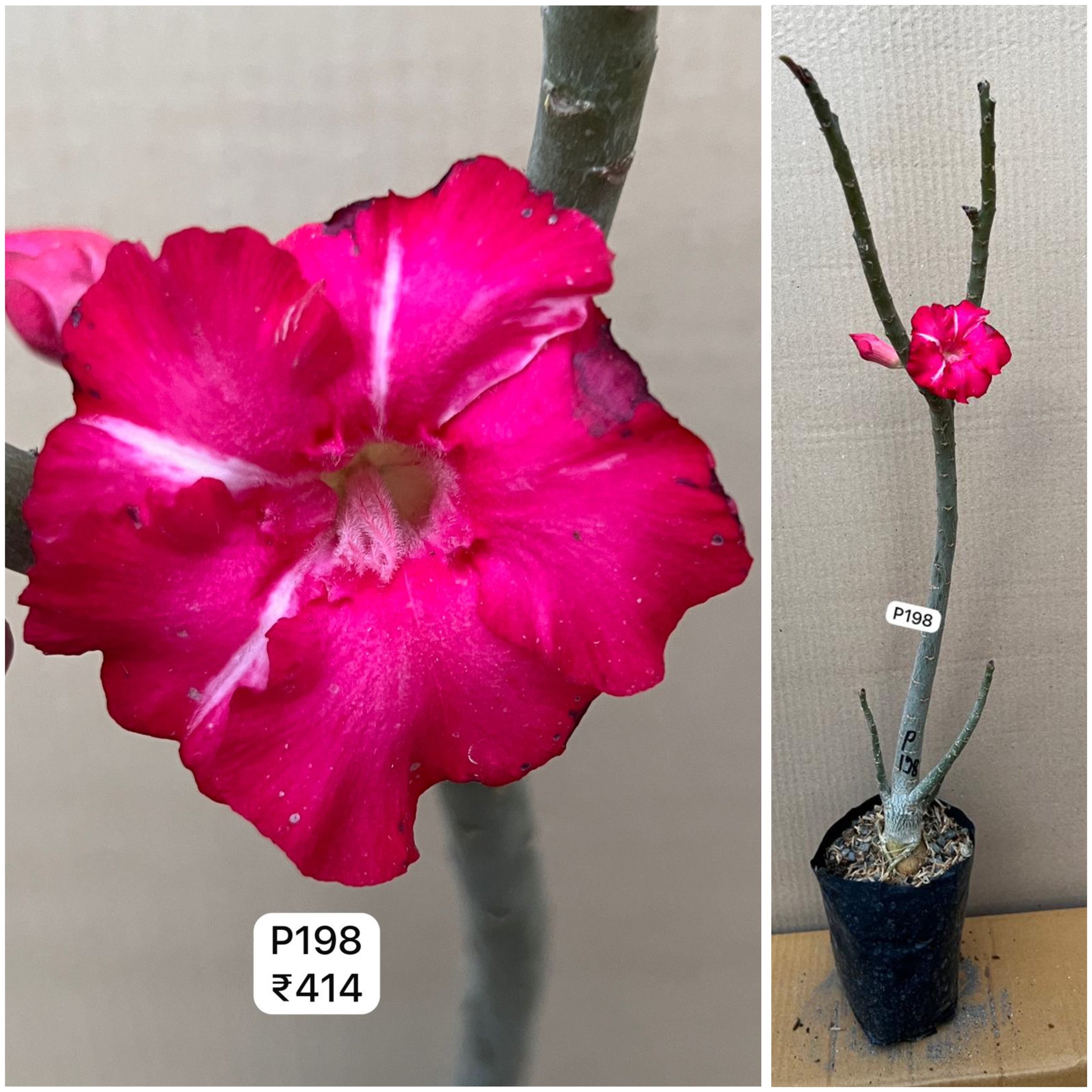 Plant Code - P 198